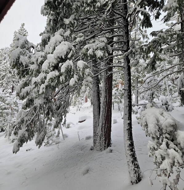 A snowy forest scene with dense evergreen trees and a snow-covered ground. - SNOW, SNOW & MORE SNOW AND SUGAR BEAR IS PLOWED! 12 MIN TO DODGE, 5 MIN TO SLED (Cold Springs)