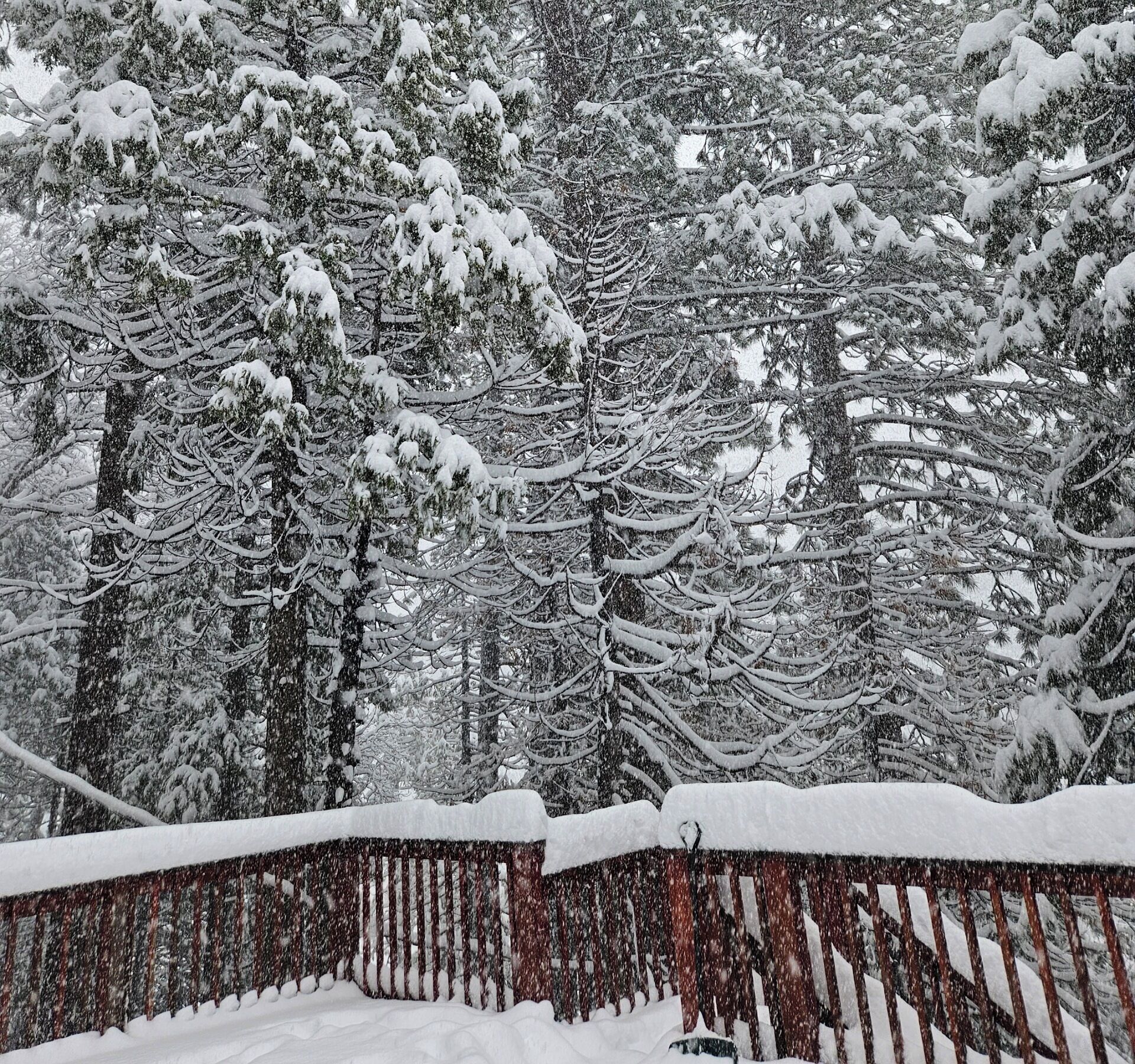 A snow-covered forest with a wooden fence.