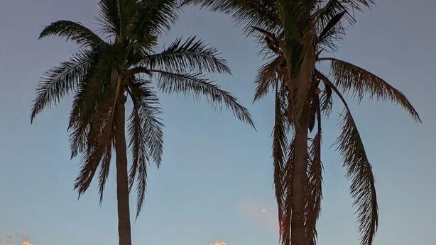 Escena de playa con dos palmeras y un atardecer sobre el océano.