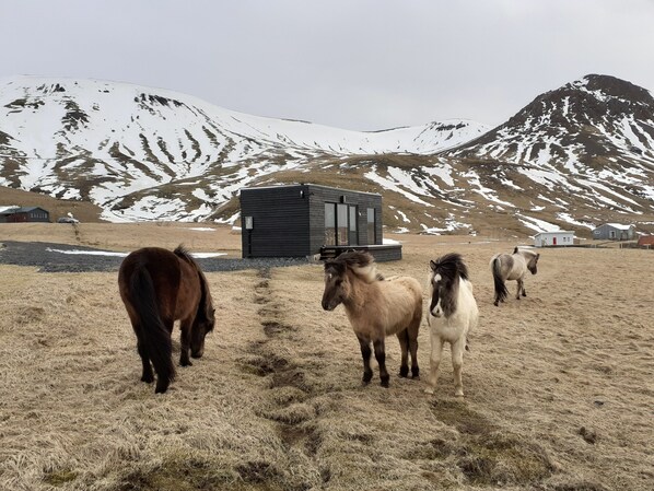 A stable with four horses grazing in a field with mountains in the background. - Seljalandsfoss cottage (Hvolsvollur)