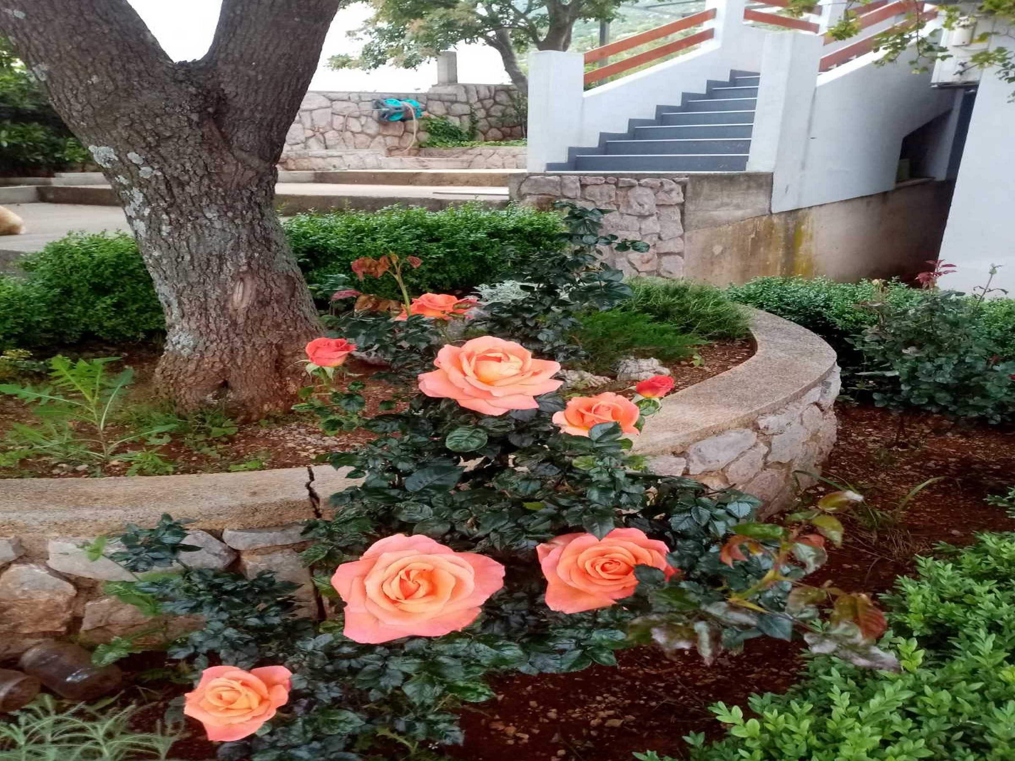 Ein Garten mit Rosenbüschen und einer Steinmauer.