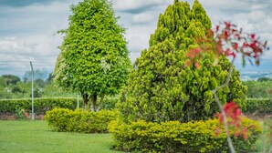 Property grounds - Hacienda Araucaria Habitacion 10 (Quimbaya)
