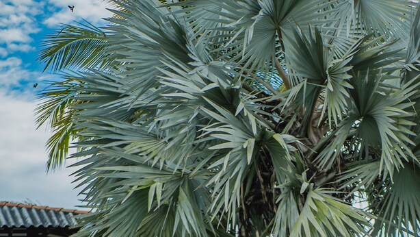 Property grounds - Hacienda Araucaria Habitacion 10 (Quimbaya)