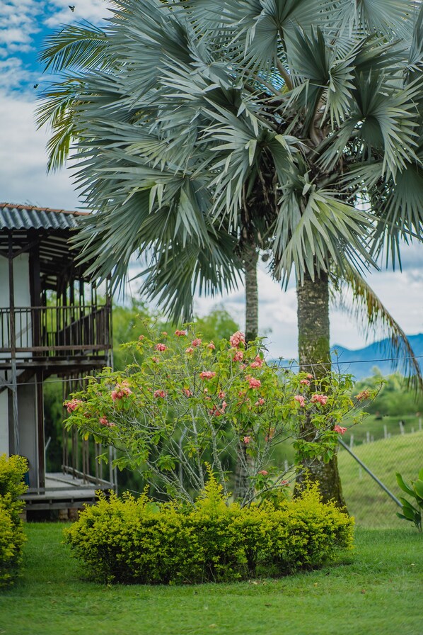 Property grounds - Hacienda Araucaria Habitacion 10 (Quimbaya)