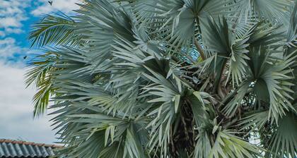 Hacienda Araucaria Habitacion 10