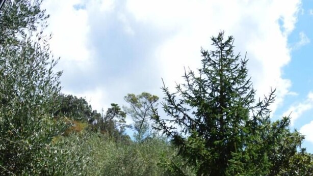 Ein Garten mit verschiedenen Bäumen und Sträuchern, einem Feldweg und blauem Himmel.