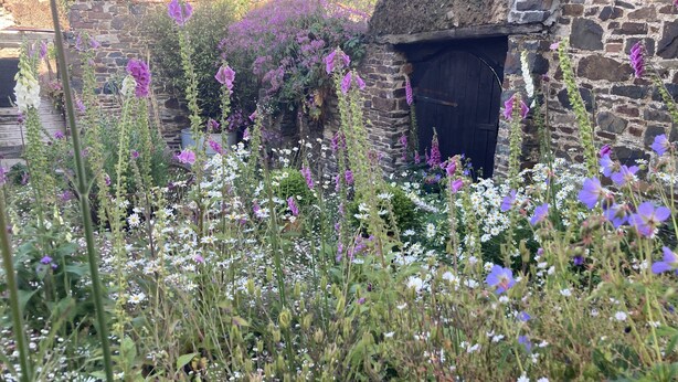 A rustic stone building with a thatched roof, surrounded by a variety of wildflowers and greenery. - Frizenham Farmhouse B&B (Torrington)
