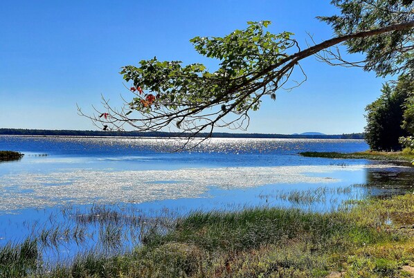 Un lago tranquilo con reflejos claros, rodeado de follaje y árboles.