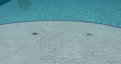 Poolside Condo with Gulfview - Bahia de Matagorda Clubhouse