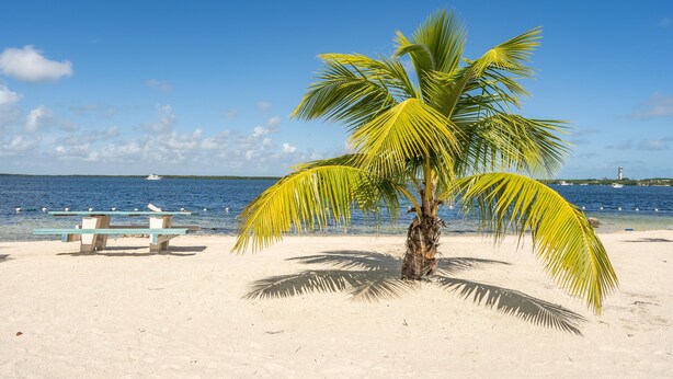 Ein Strand mit einer Palme, einer Bank und blauem Himmel.