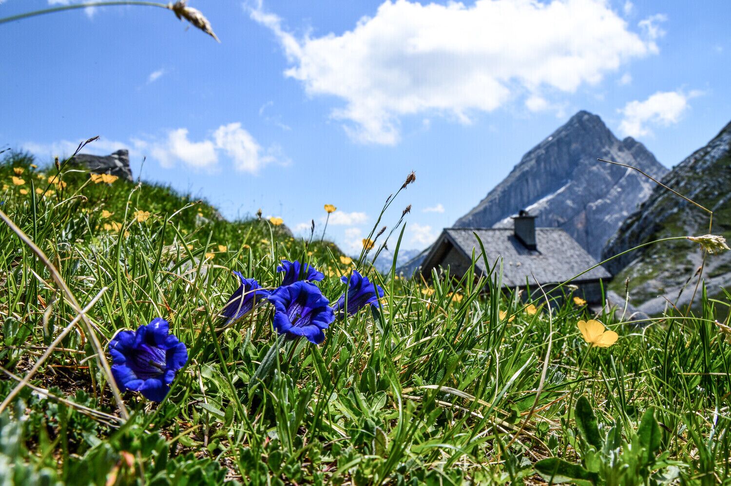 Un paisaje montañoso con una casa y flores silvestres.