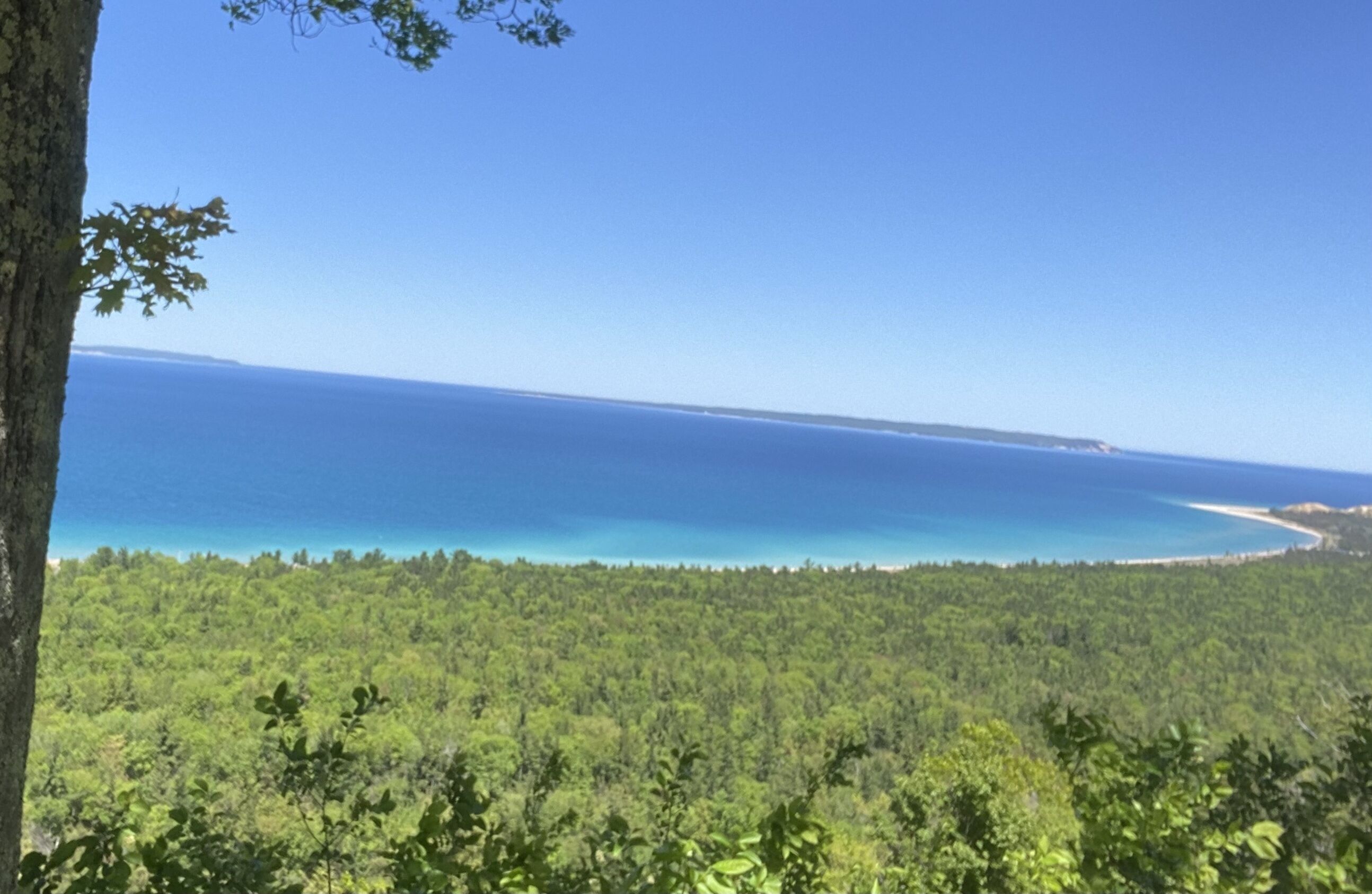 A coastal forest view with a clear sky and a distant shoreline.