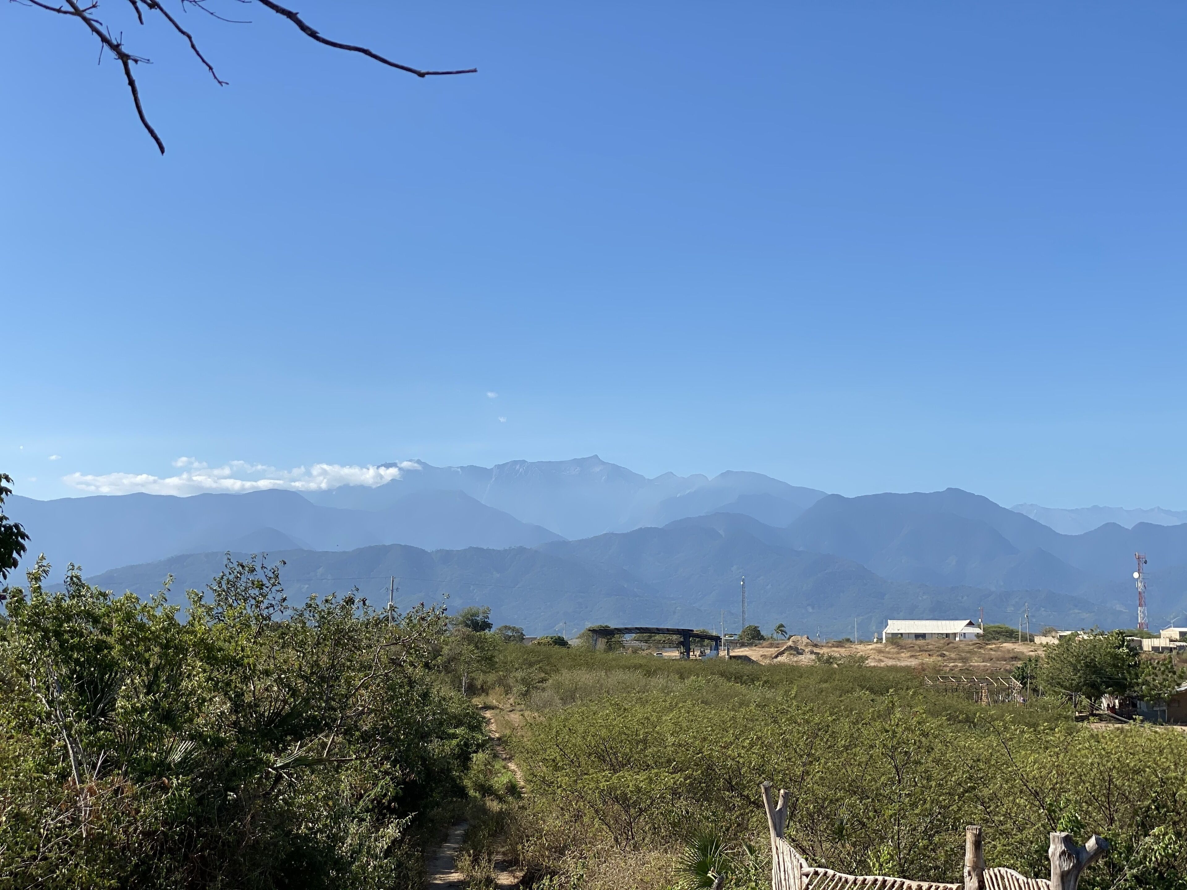 Un viñedo con un sendero de tierra que lo atraviesa, rodeado de vegetación y montañas al fondo.