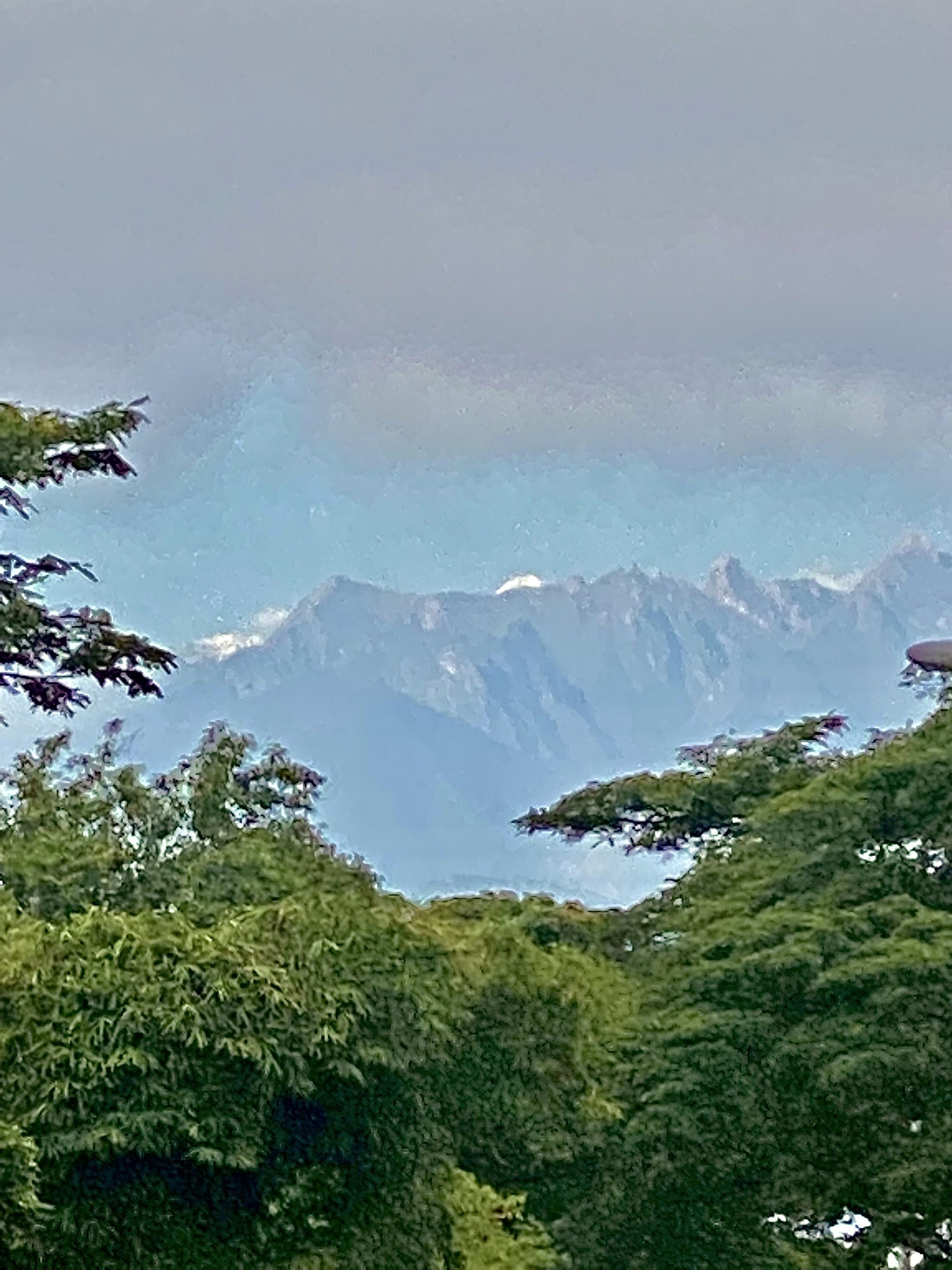 Un paisaje montañoso con un denso bosque en primer plano.