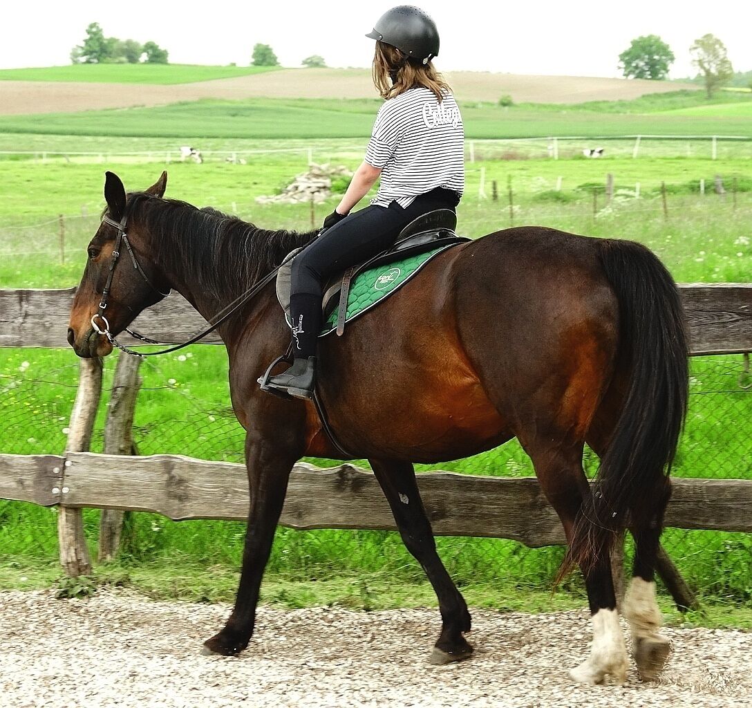 Eine Person reitet auf einem Pferd auf einem Schotterweg, im Hintergrund ein Holzzaun und grüne Felder.