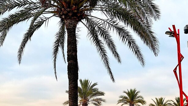 Una passeggiata lungomare con palme, una torretta per i bagnini e vista libera sul mare.