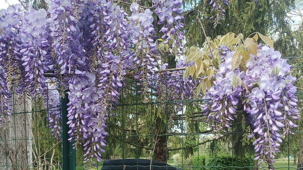 A garden with purple wisteria vines hanging over a green metal fence.