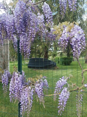 A garden with purple wisteria vines hanging over a green metal fence.