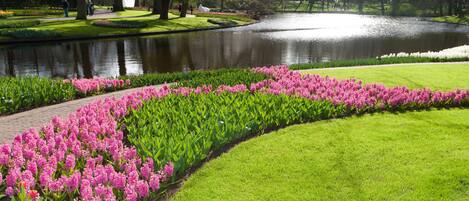 A park with a pond, grassy areas, and pink flowers.