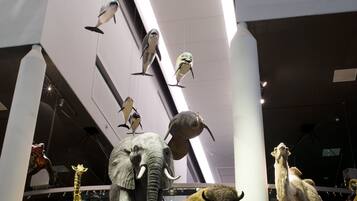 A museum exhibit with various animal taxidermy displays, including an elephant, a bison, and several birds.