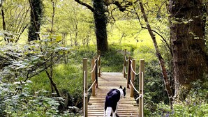 A wooden bridge in a forest with a dog walking on it.