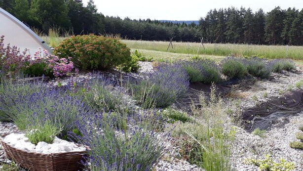 Un jardin avec différentes sortes de plantes et un panier en osier.