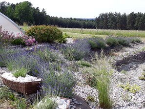 Un jardín con diversas plantas y una cesta de mimbre.
