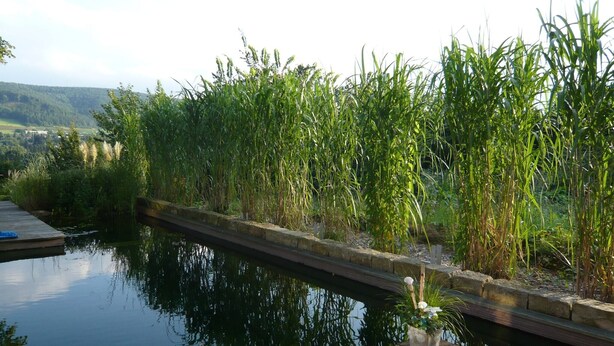 Un entorno tranquilo a la orilla del río, con un muelle de madera y una mesa con un arreglo floral y un plato de comida.