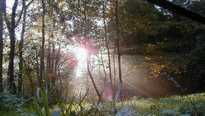 Waldszene mit Sonnenlicht, das durch die Bäume scheint.