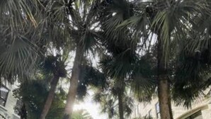 Un vialetto immerso nel verde rigoglioso e palme, che conduce a un edificio con ampie finestre.