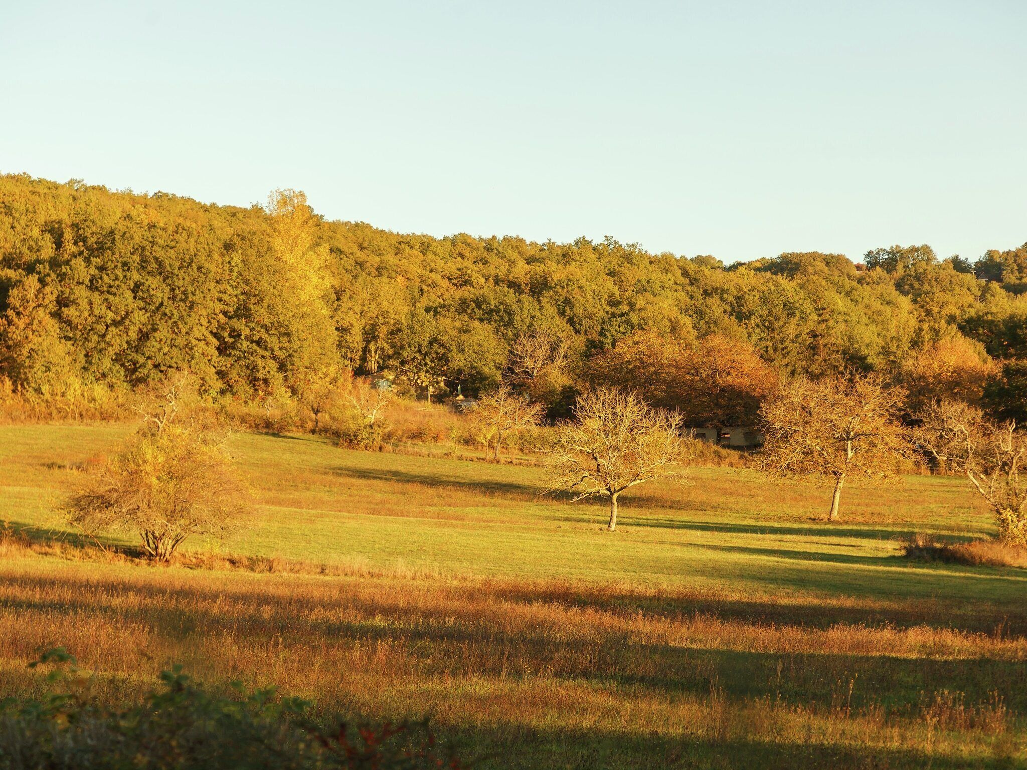 Ein grünes Feld mit Bäumen und einer Hügelkette im Hintergrund.