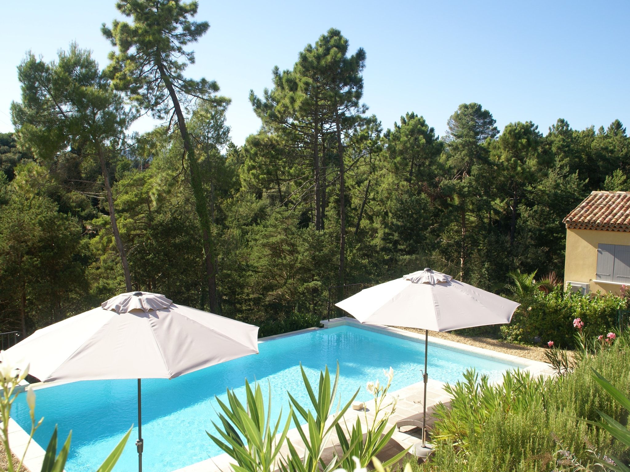 Une piscine bordée de deux parasols blancs, entourée d’une végétation luxuriante et de grands pins.
