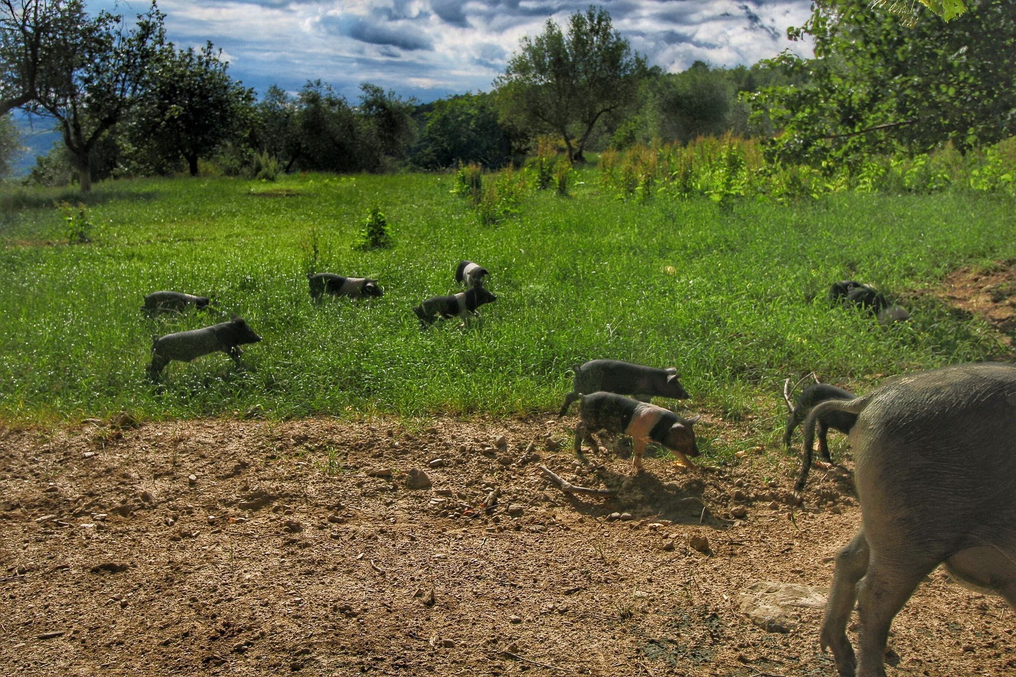 A grassy field with several goats grazing.