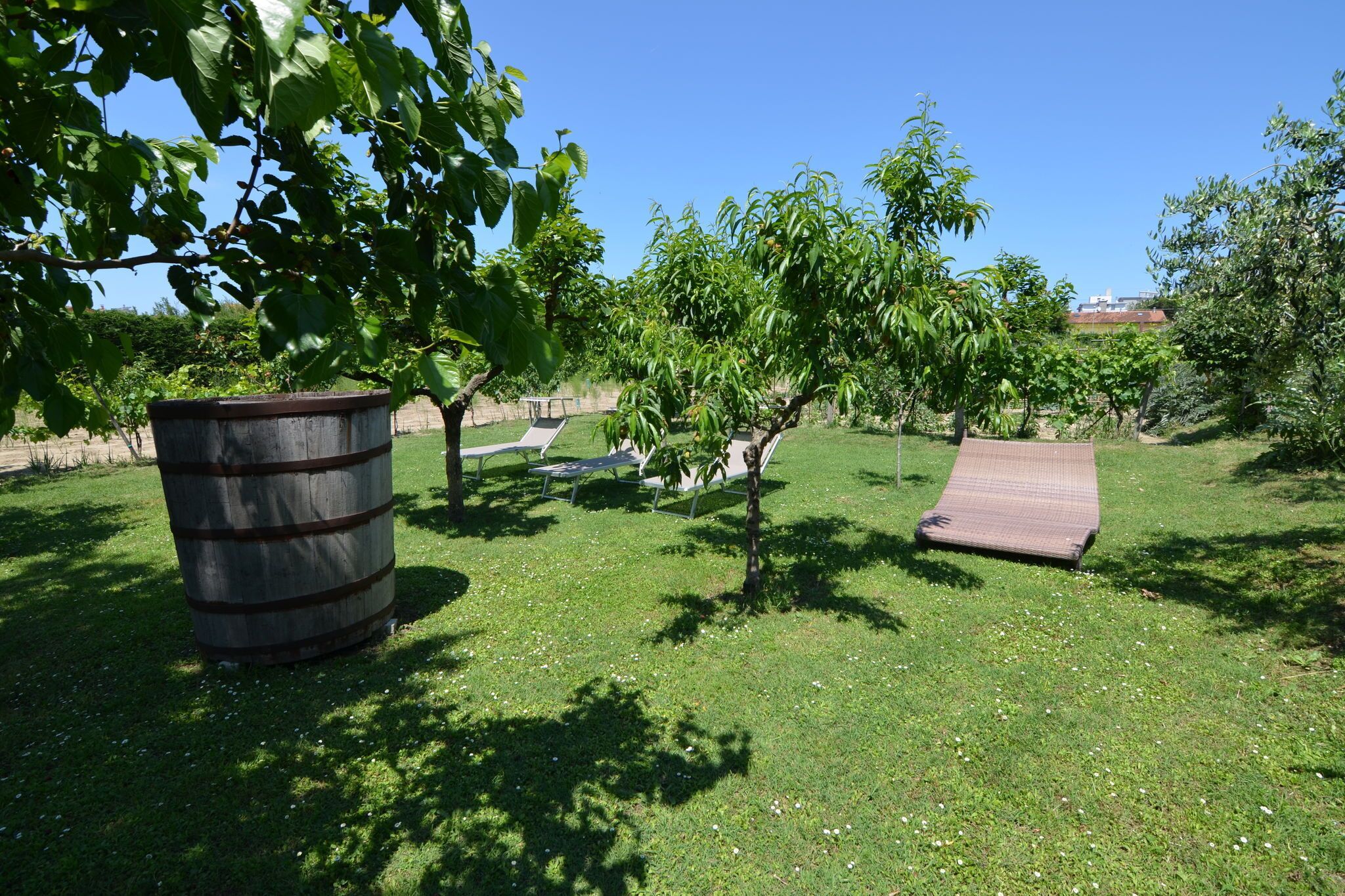 A grassy outdoor area with a large barrel, a wooden ramp, and several trees providing shade.