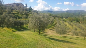 Paisaje rural con una casa grande en una colina, rodeada de olivos y colinas onduladas al fondo.