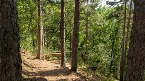 A forested area with a dirt path leading to a wooden bench.