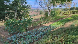 A garden with various plants and trees, a wooden structure, and a dirt path. - Cottage in Montelabbate with Pool & Forest (Montelabbate)