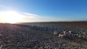 A vast, rocky landscape with a clear sky and a few sheep grazing.