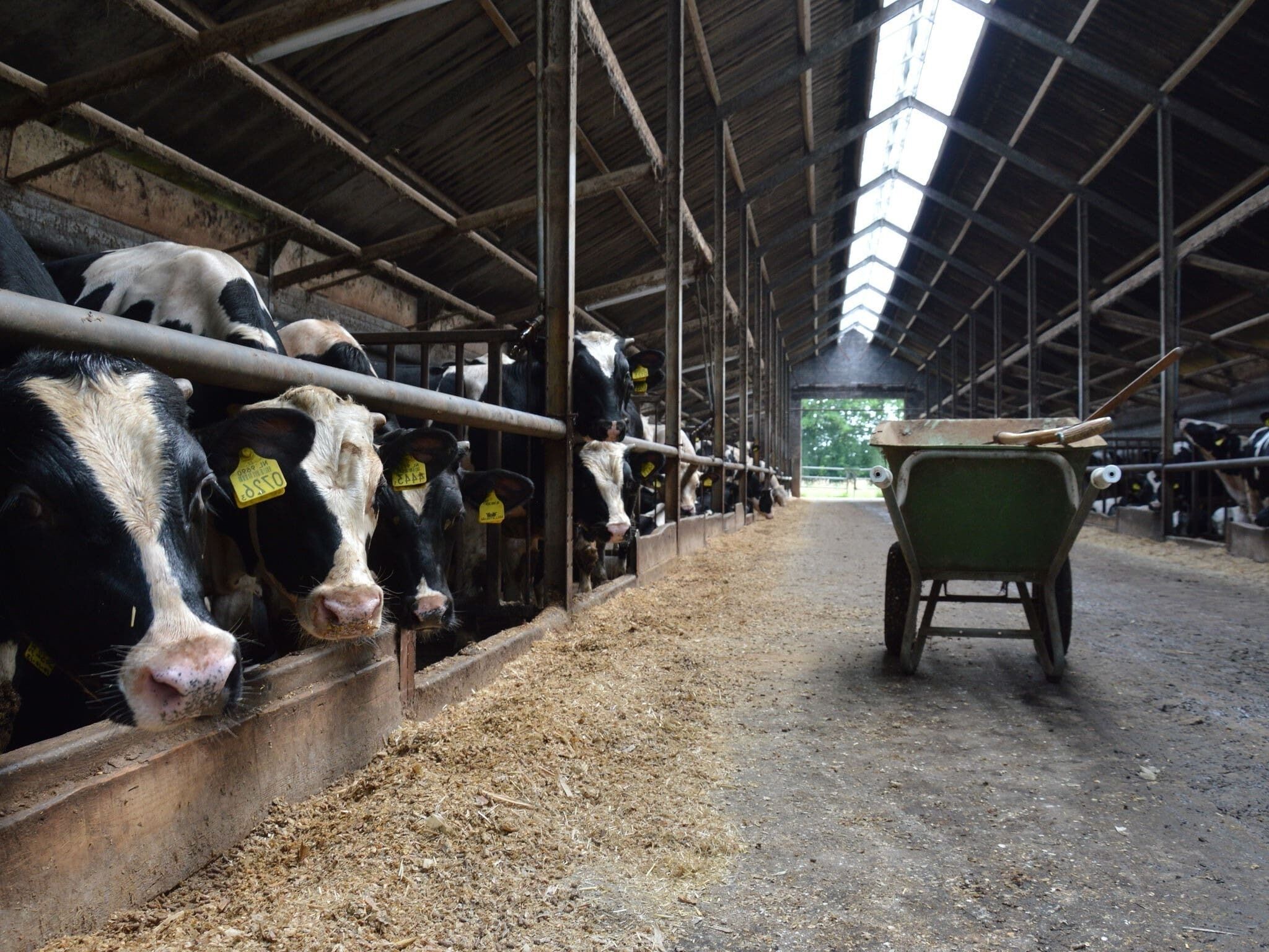 A barn with cows feeding from troughs, a wheelbarrow, and a metal roof structure.