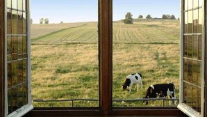 Una habitación con un ventanal grande que da a un campo lleno de vacas.