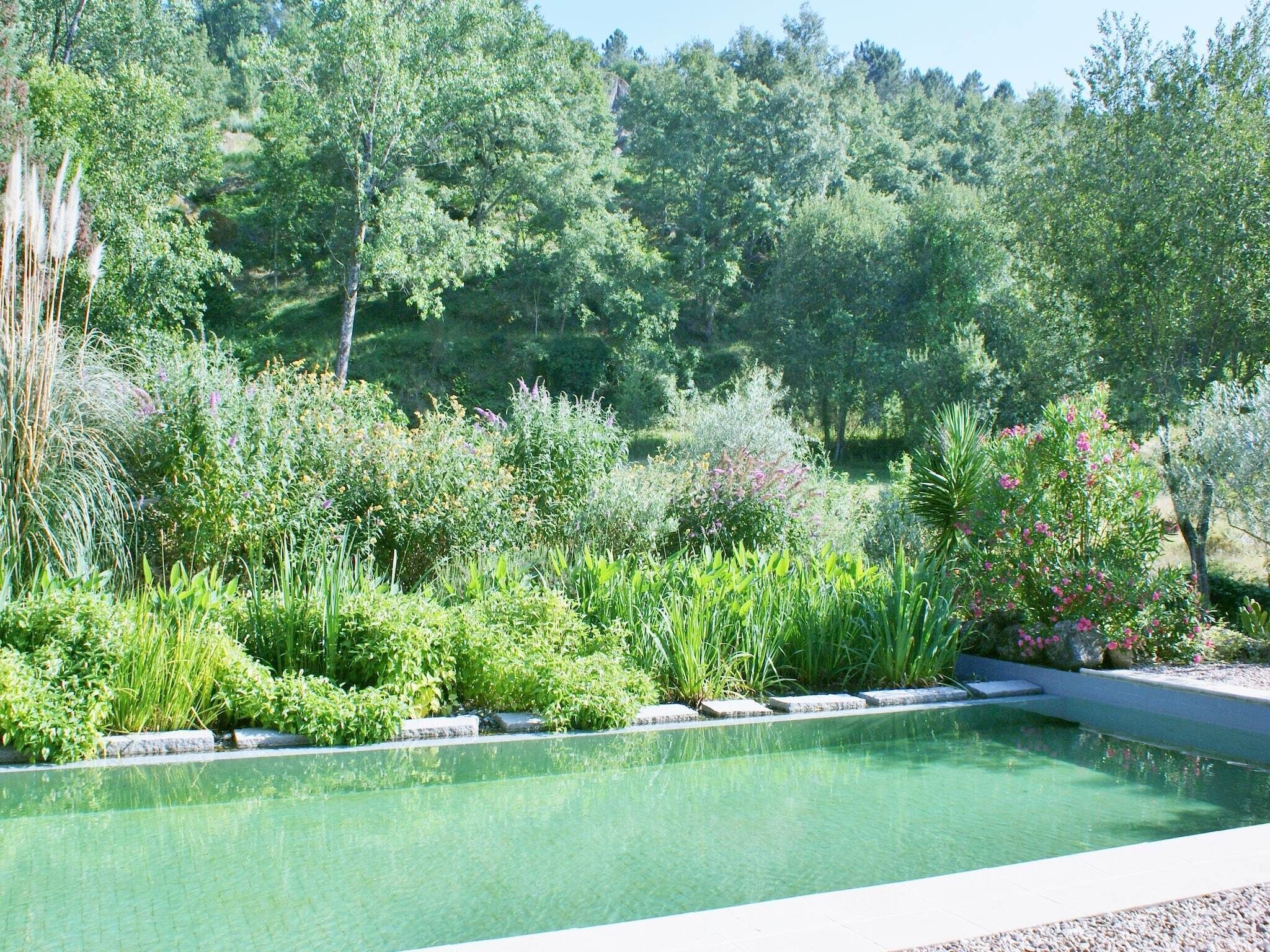 A swimming pool surrounded by lush greenery and various plants.