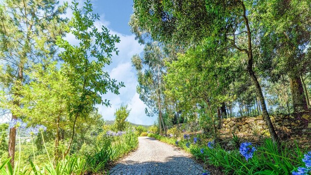 Un sendero adoquinado que atraviesa un paisaje verde y exuberante, con árboles y plantas en flor.