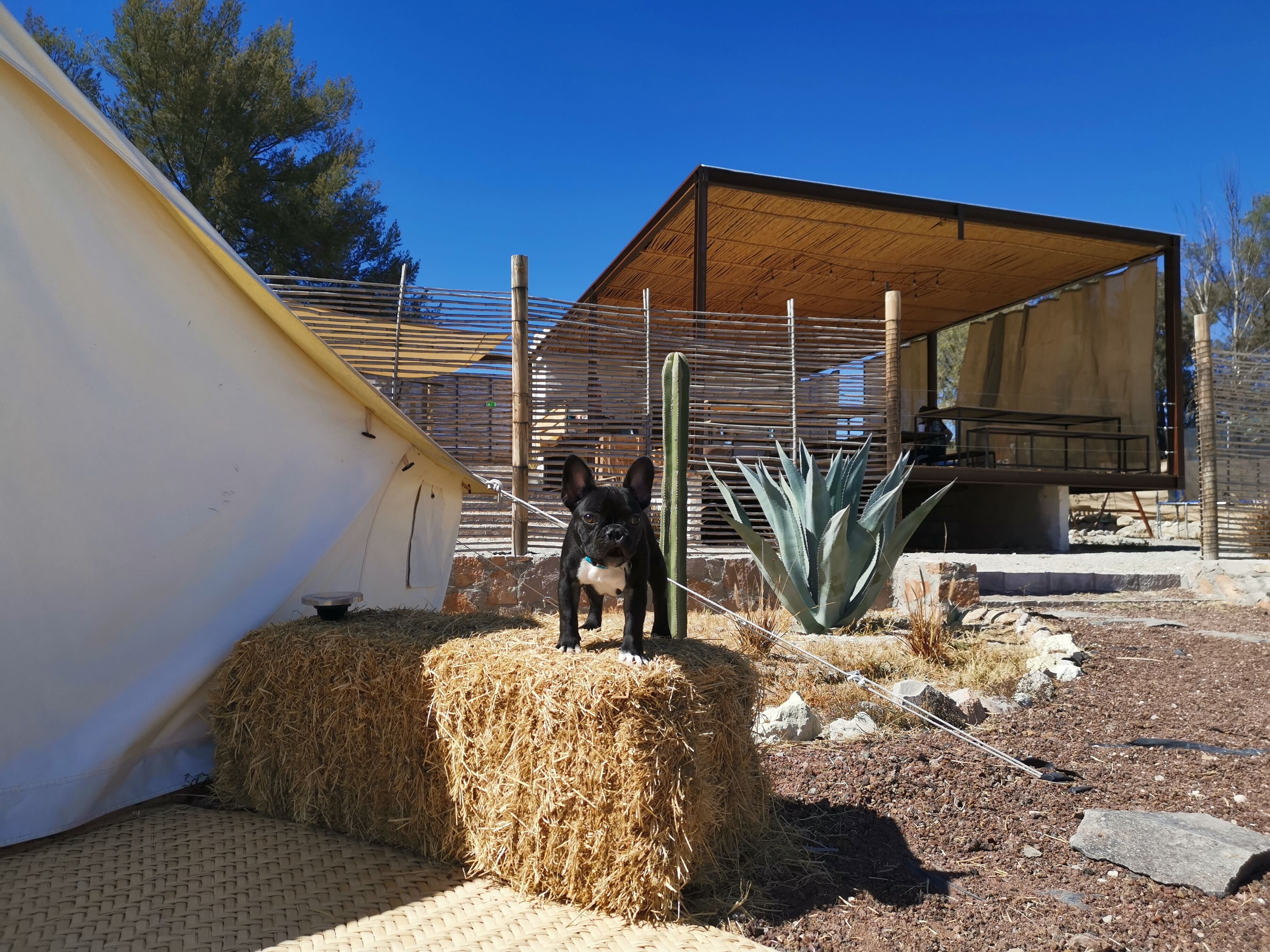Un perro de pie sobre un hato de heno en un área cercada, con un edificio y una planta de agave grande al fondo.