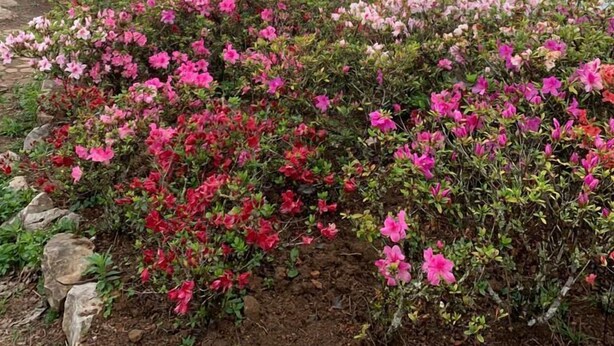 A gazebo surrounded by vibrant pink and red flowers. - XALAKHAM PHOUKHOUN - Campsite (Phou Khoun)