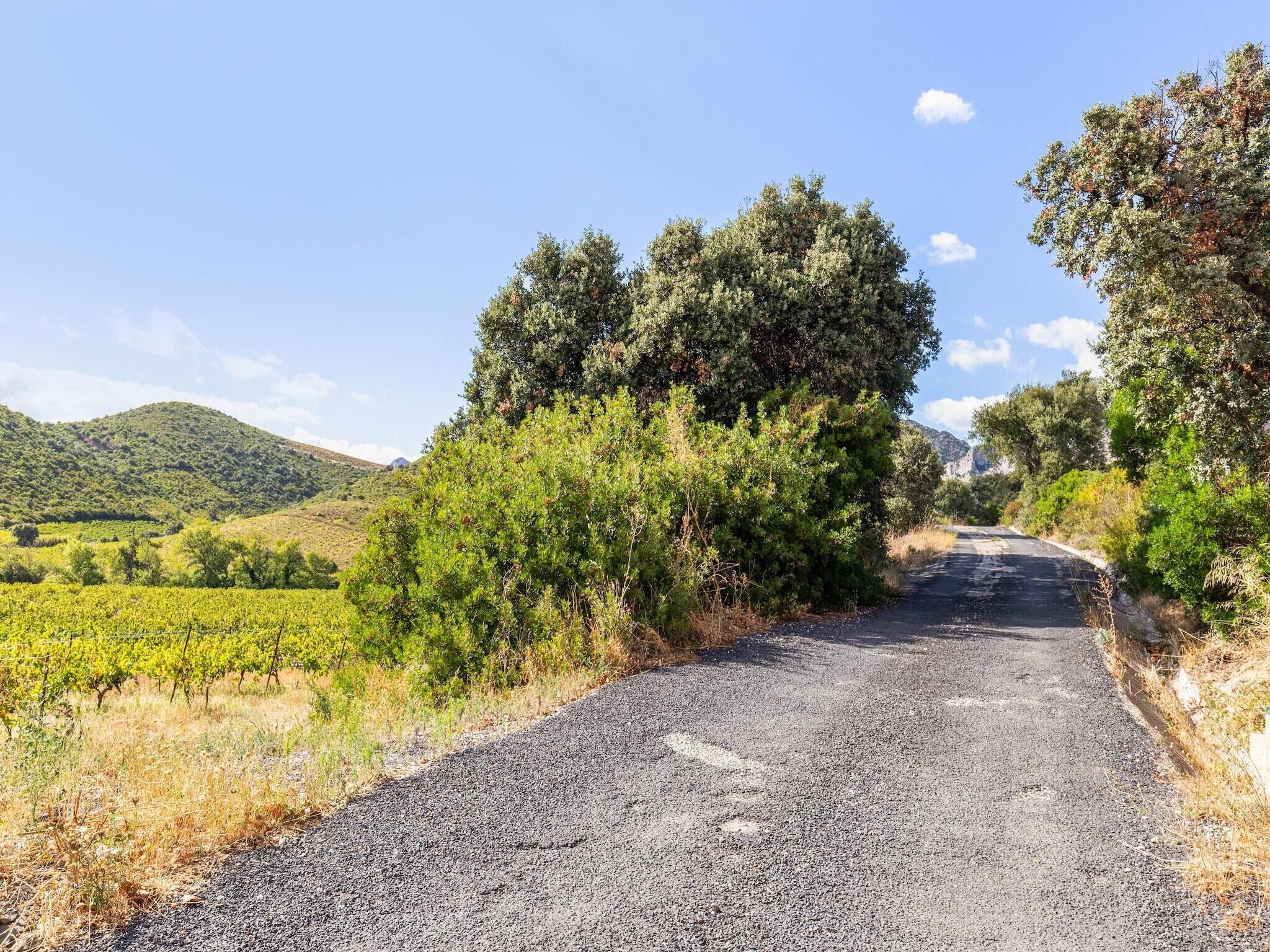 Una strada di campagna costeggiata da vegetazione fitta e colline.