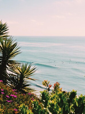 Une vue sur la côte, avec des palmiers et des fleurs, et une mer calme où l’on aperçoit des personnes au loin.