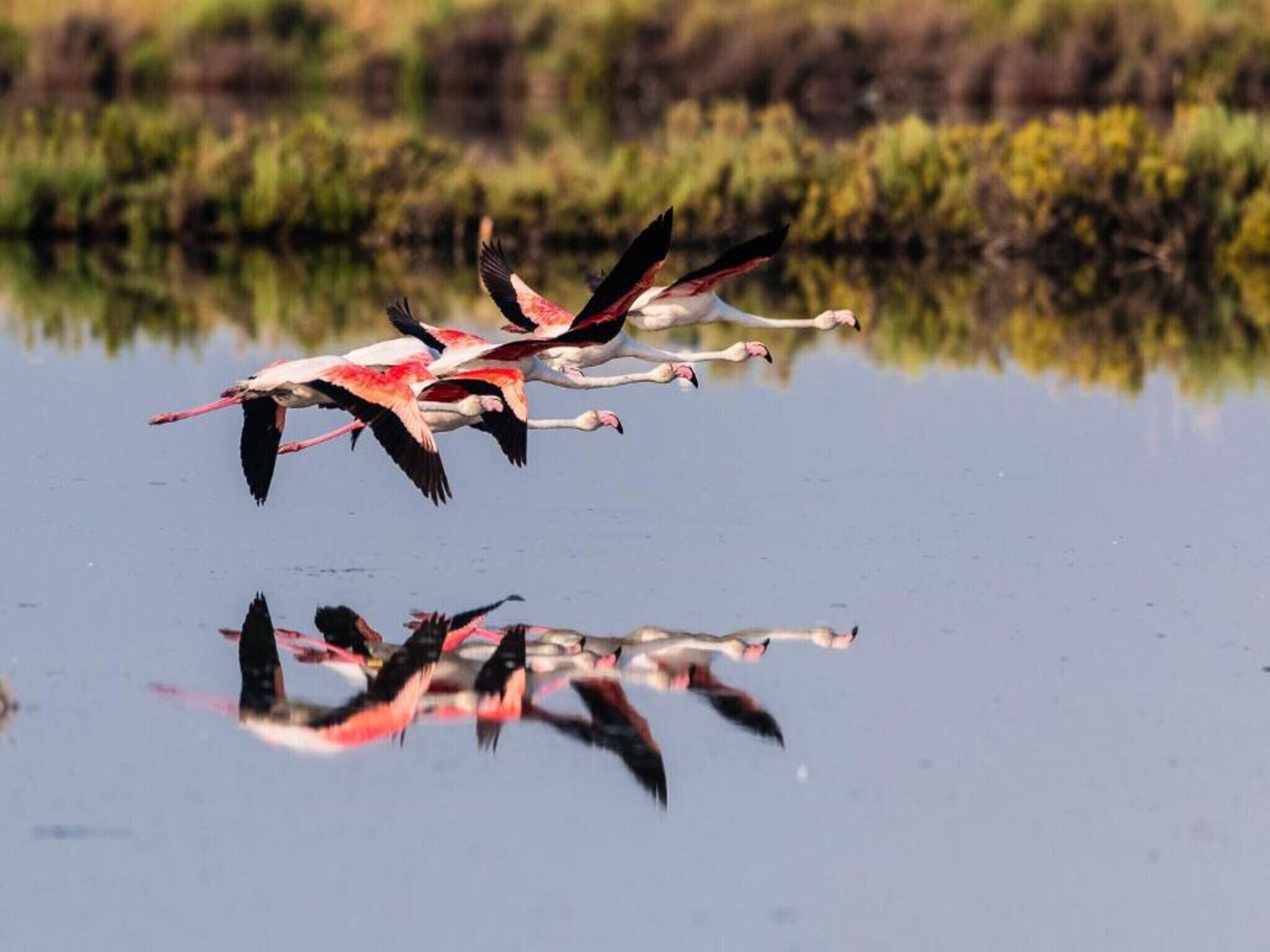 Des flamants roses volent au-dessus d’une étendue d’eau, et leur reflet est visible.