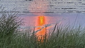Ein Sonnenuntergang über ruhigem Meer mit Gras im Vordergrund.
