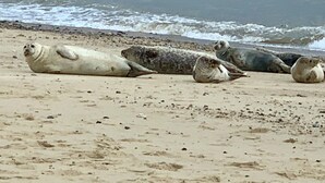 Une plage de sable où plusieurs phoques se reposent sur le rivage.