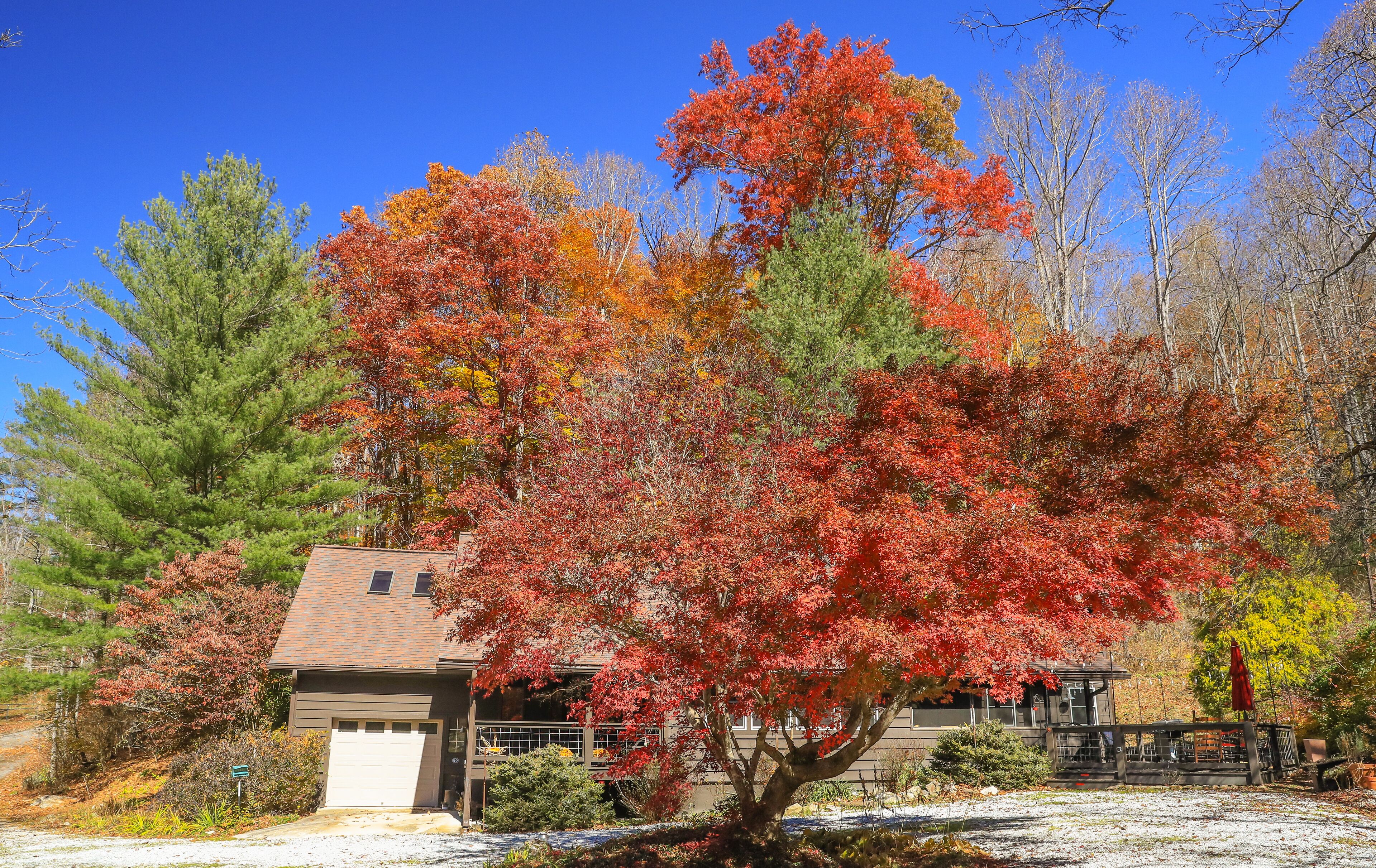 New Lovely Cabin Retreat - 2 minute walk to the Cullasaja river.